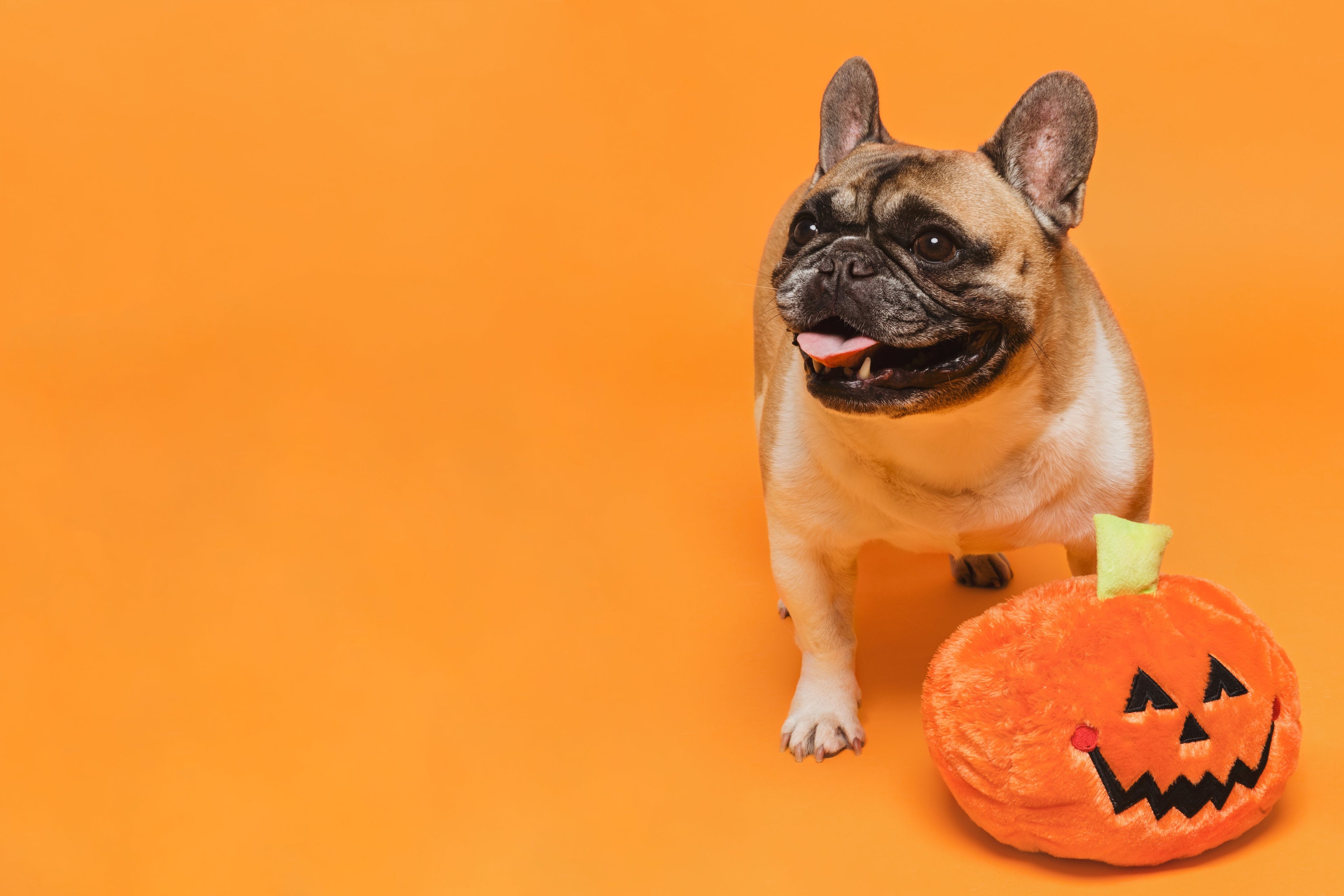 2021 Halloween Dog Costumes